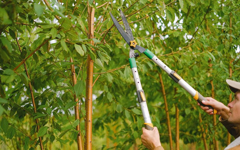 Tree trimming in Cleveland, TN